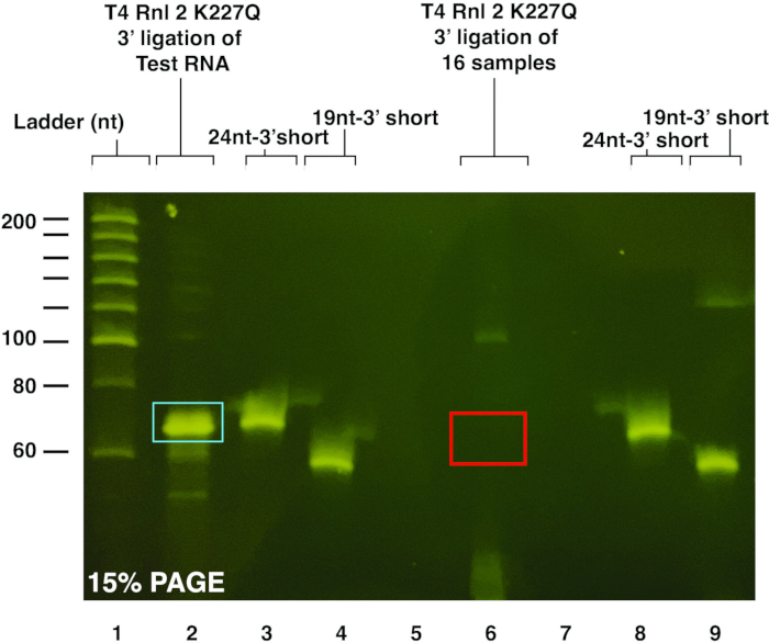 figure-results-5 T4 RNA ligation experiment, 15% PAGE gel, visualizing ligation of RNA samples, band separation.