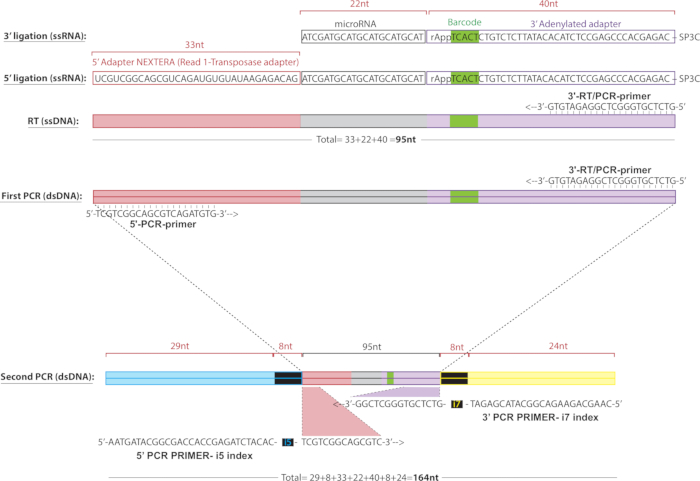 figure-results-6 RNA sequencing diagram illustrating adapter ligation, reverse transcription, and PCR amplification