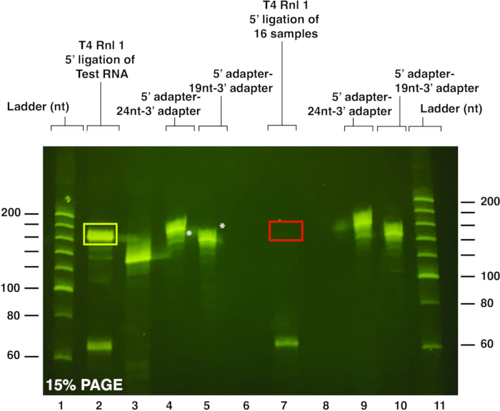 figure-results-7 Polyacrylamide gel electrophoresis diagram for RNA ligation; 15% PAGE, ladder, adapter analysis.