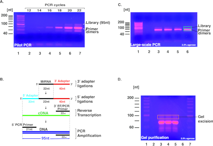 figure-results-8 PCR process and gel electrophoresis results in diagram showing DNA amplification and purification steps.