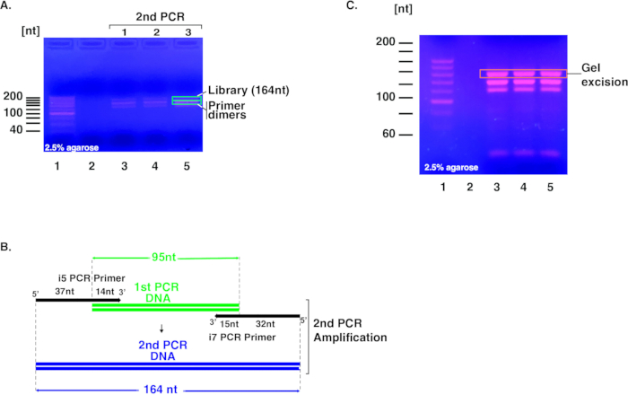 figure-results-9 Gel electrophoresis and PCR diagram; primer dimers; DNA amplification; gel band analysis.