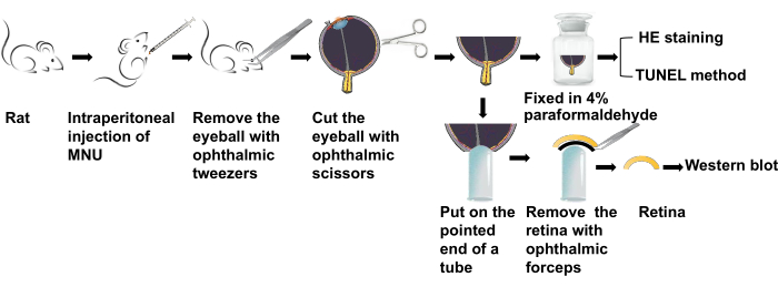 Rat retinal MNU injection experiment; includes eye dissection, paraformaldehyde fixation, HE staining.