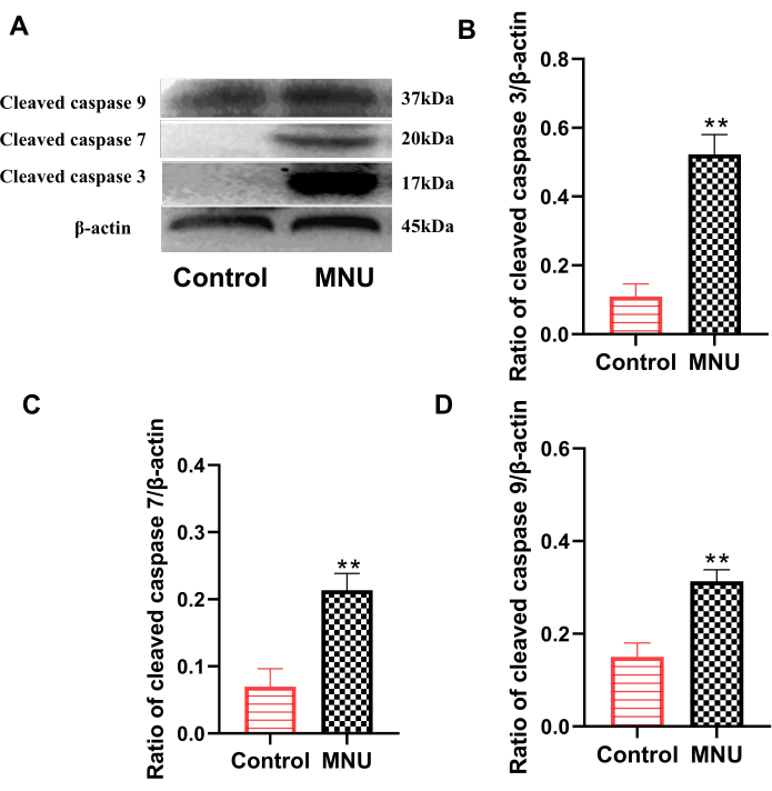 Western blot reveals cleaved caspase 3, 7, 9 levels; bar charts show caspase/β-actin ratio comparison.
