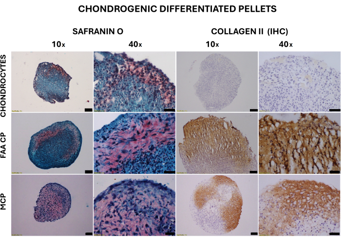 Chondrogenic differentiation, Safranin O and Collagen II IHC staining, 10x-40x microscopy images.