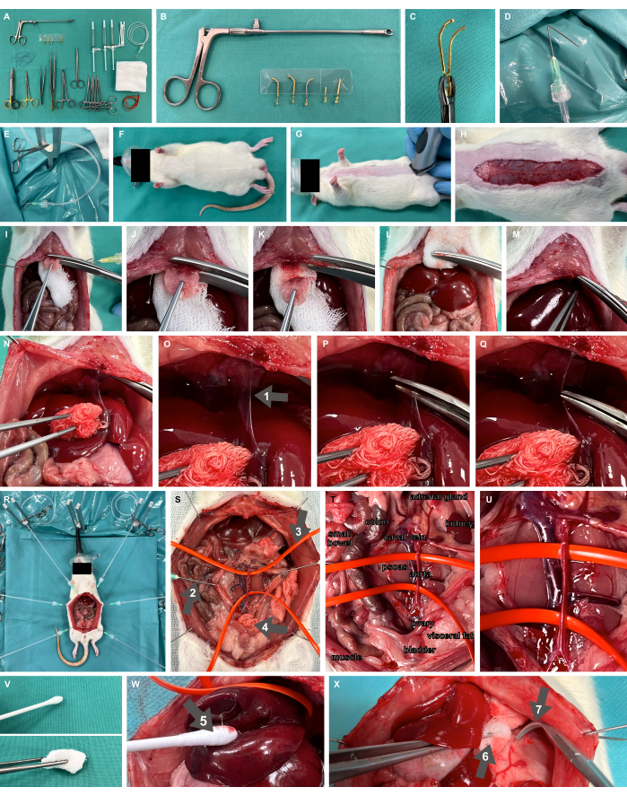 Surgical procedure on rodent, equipment shown, steps of abdominal surgery, dissection, organ exposure.
