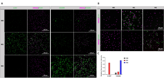 Cell marker expression analysis; CCR7/CD209 fluorescence microscopy images and bar graph results.