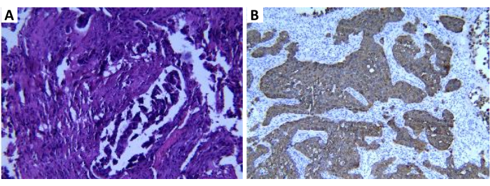 figure-results-1 Histology microscope images showing tissue samples stained for cellular analysis and structure comparison.