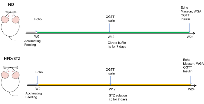 Mouse study timeline diagram, ND vs. HFD/STZ, OGTT, insulin, citrate, STZ, experimental setup.