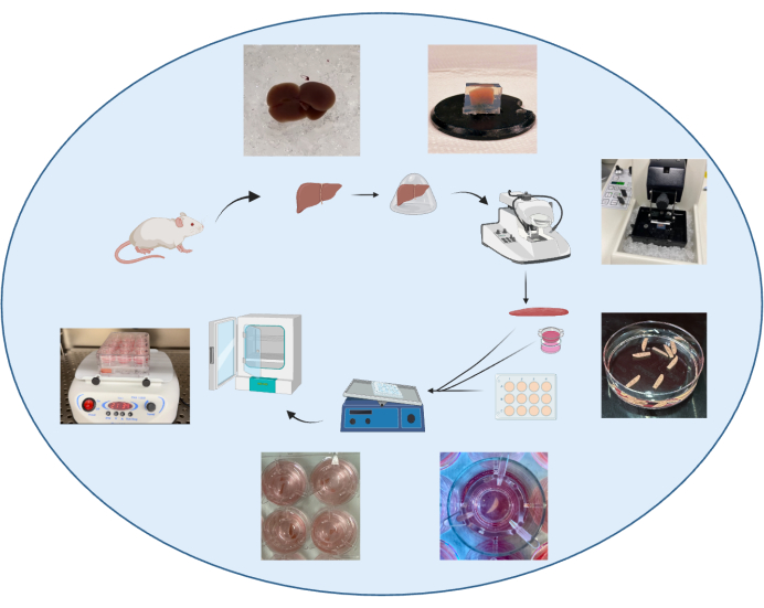 Mouse liver organoid development diagram; experimental setup for cultivation and analysis.