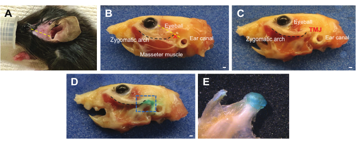 figure-results-1 Rat skull dissection diagrams; zygomatic arch, masseter muscle, ear canal; anatomical study.
