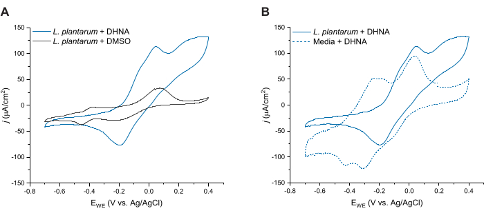 Cyclic voltammetry graphs comparing L. plantarum with DHNA and DMSO treatments.