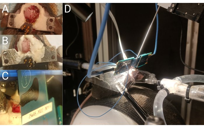 figure-results-2 Surgical implant setup and optic system for neural stimulation research, configuration diagram.