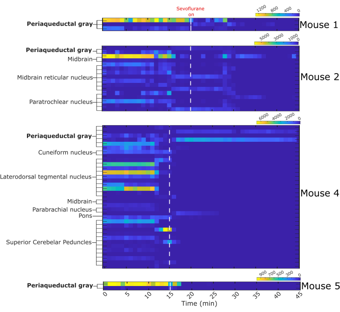 figure-results-7 Sevoflurane effect on brain regions; heatmap; neuronal activity; mice, anesthesia study results.