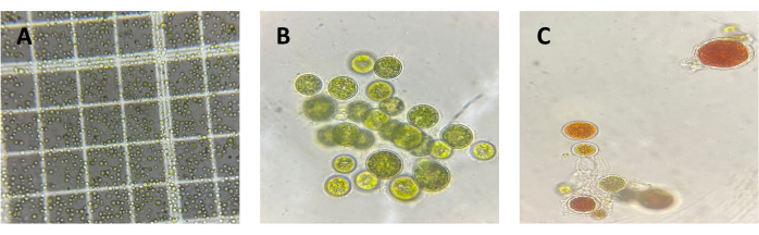 figure-results-5 Microscopic analysis, algae cell observation; grid layout (A), cluster (B), and varied color (C).