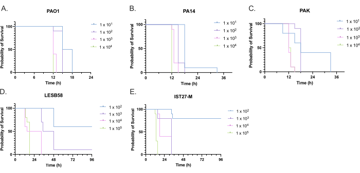 figure-results-7 Survival probability graphs for bacterial strains PAO1, PA14, PAK, LESB58, IST27-M over time.