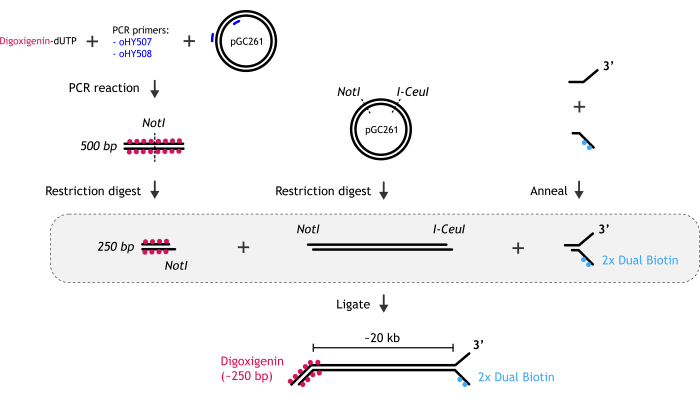 PCR ligation process diagram: Digoxigenin labeling, restriction digest, biotin anneal, DNA ligation.
