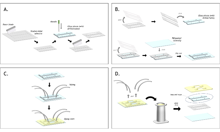 Microfluidic device fabrication: diagrams A-D; glass plates, adhesive, tubing setup for flow control.