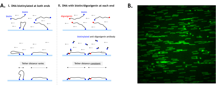 DNA tethering diagram and fluorescence microscopy for biotin-digoxigenin analysis; protein linking.