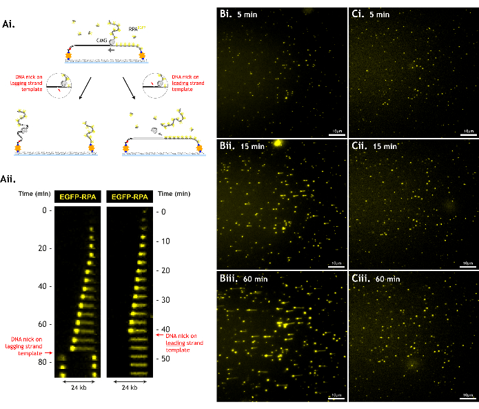 DNA replication diagram and microscopy showing RPA binding with time-lapse analysis of strand nicks.