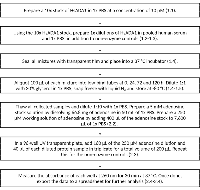 HsADA1 enzyme dilution and incubation protocol; flowchart detailing sample preparation steps.