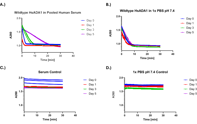 Wildtype HsADA1 stability line graphs in serum and PBS, tracking A260 absorbance over 40 minutes.