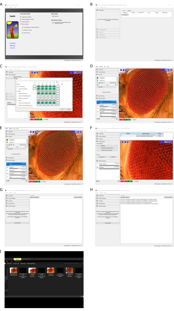 Microscopy analysis software interface showing insect eye imaging and processing workflow steps.