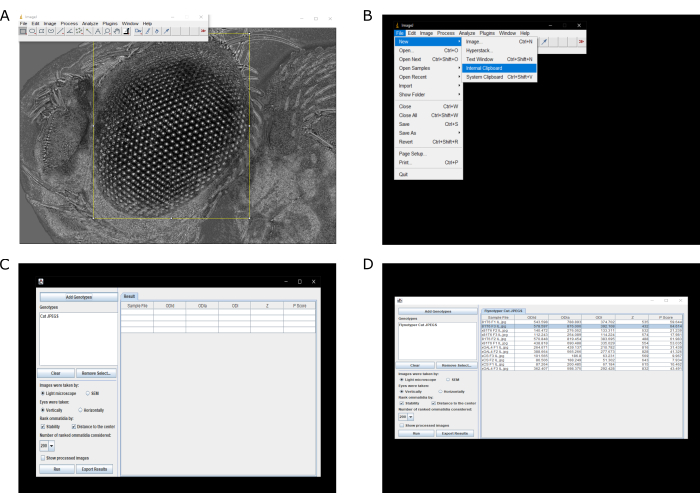 Microscopy image analysis process showing software interface for data extraction and processing.