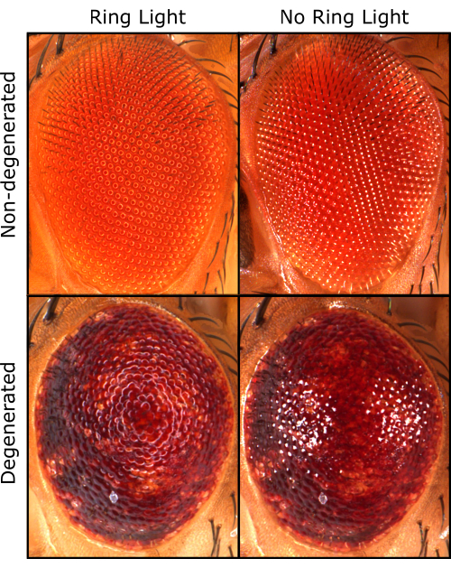 Insect eye degeneration comparison under ring light and no ring light; microscopy image.