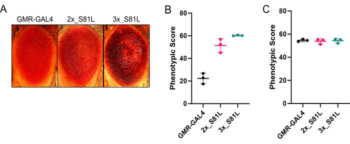 Gene expression effect on Drosophila eye; images of eye phenotypes with phenotypic score graphs.