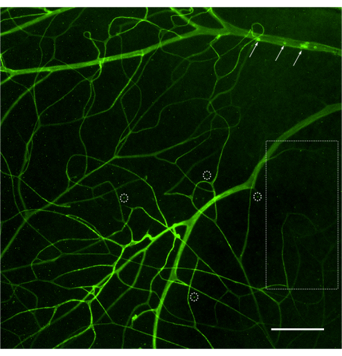 Confocal microscopy image of neuronal network illustrating neural connections and branching patterns.