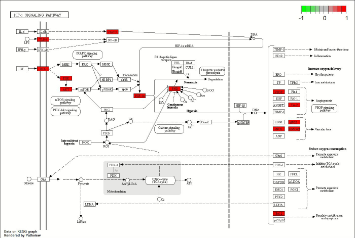 figure-results-4 HIF-1 signaling pathway diagram, shows molecular interactions in hypoxia response, KEGG pathway.
