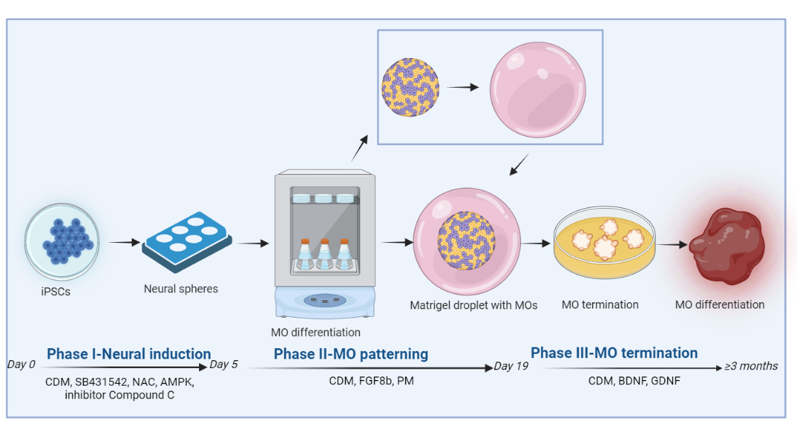 Generation of 3D Midbrain Organoids from Human-Induced Pluripotent Stem ...