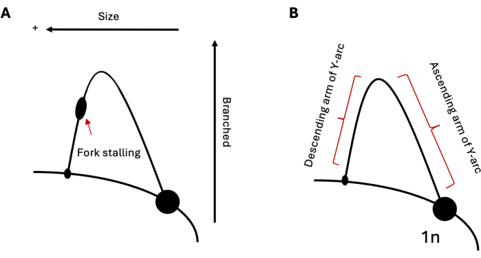 figure-introduction-1 Diagram of fork stalling, Y-arc formation in DNA replication; branching size relationship.