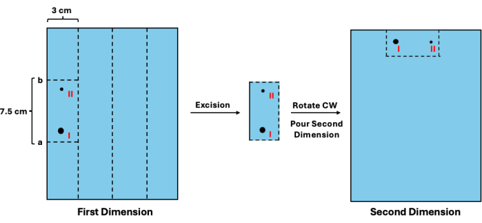 figure-protocol-2 2D electrophoresis diagram; excision, rotation, and pouring steps; protein separation method.