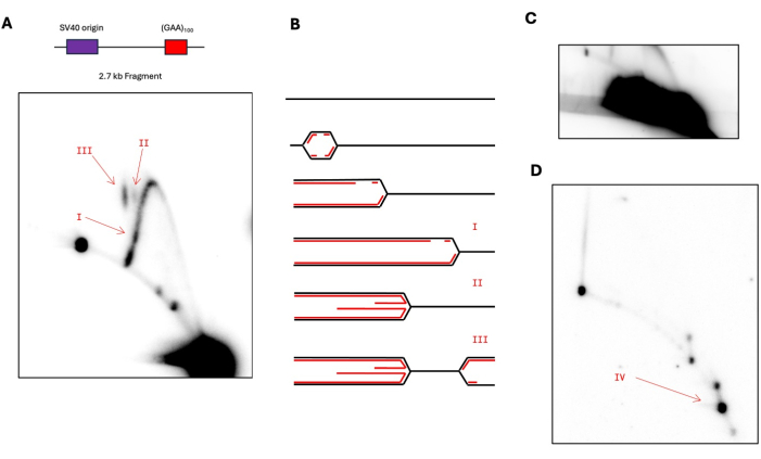 figure-results-1 Electrophoresis diagram showing DNA fragment analysis with labeled bands for separation dynamics.