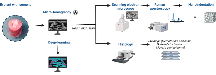 Explant analysis workflow; micro-tomography, deep learning, SEM, Raman, histology, nanoindentation.