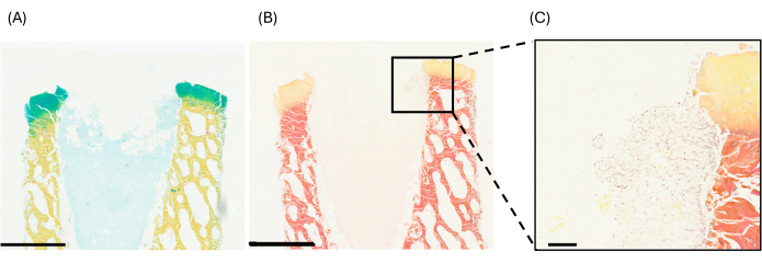 Histology images of tissue sections; slide A with blue-green staining, slide B-C with red staining.