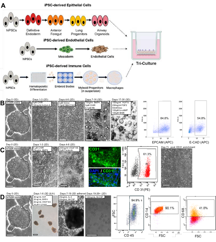 figure-results-1 Tri-culture process diagram of iPSC-derived cells with flow cytometry graphs for cell differentiation analysis.