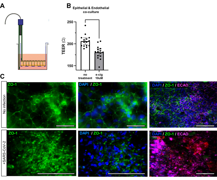 figure-results-3 Epithelial-endothelial co-culture TEER graph and microscopy showing ZO-1 protein distribution.