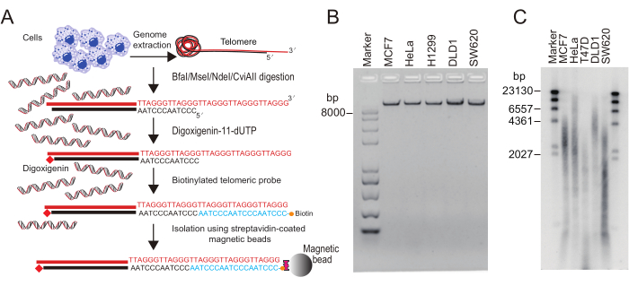 figure-results-2 Genome extraction diagram with telomere analysis, DNA digestion, digoxigenin labeling, electrophoresis.