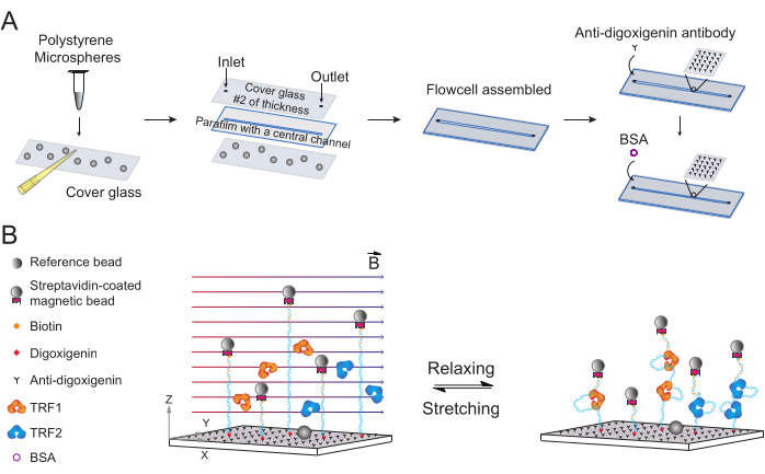 figure-results-3 Flow cell assembly with polystyrene microspheres, diagram of bead-tethered protein stretching.
