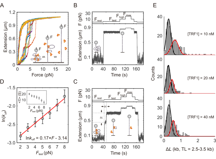 figure-results-5 Force-extension analysis, graphs of DNA tension measurements, force diagrams, binding analysis.