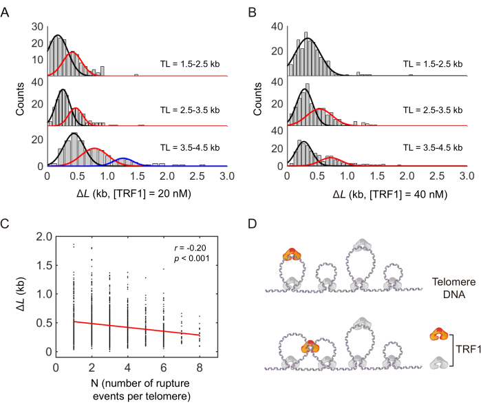 figure-results-6 Telomere DNA analysis: TRF1 binding effect on length; histograms, scatter plot, binding diagram.