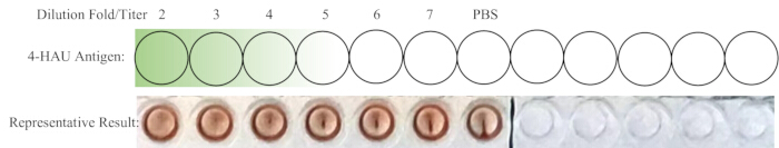 Hemagglutination assay results; dilution fold, 4-HAU antigen; virus titer determination; experiment.