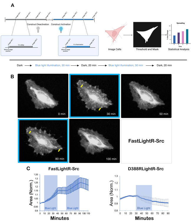 Cell behavior under blue light; microscopy images and graph; cell activation and spreading analysis.
