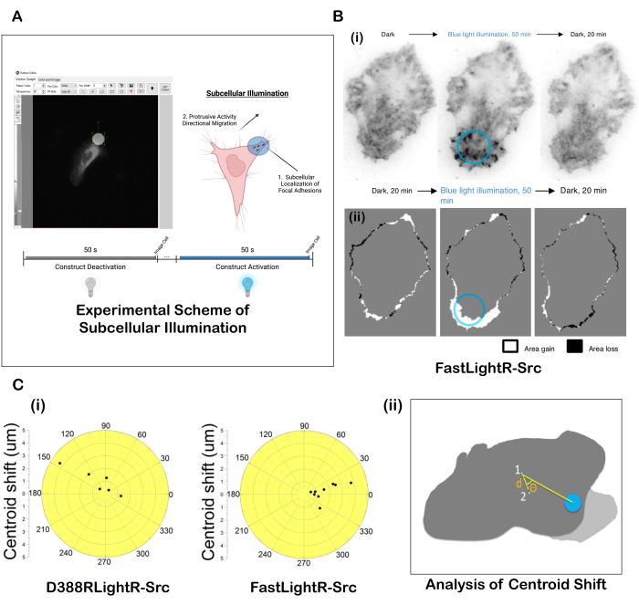 Subcellular illumination experiment scheme with blue light, FastLightR-Src; centroid shift analysis.