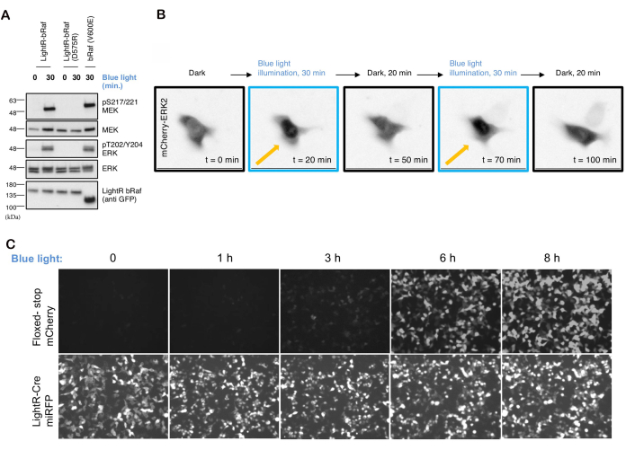 Western blot and fluorescence microscopy in protein signaling analysis with blue light activation.