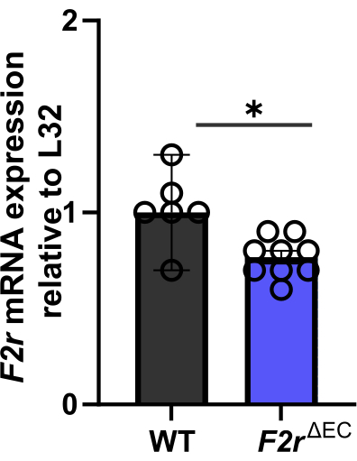 F2r mRNA expression relative to L32; bar graph comparing WT and F2rΔEC results with significance.