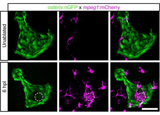 figure-results-1 Fluorescence microscopy, cell interaction diagram; GFP, mCherry, cell ablation, healing process.