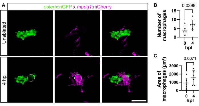 figure-results-2 Fluorescence microscopy images showing macrophage numbers and areas with graphs of experimental data.